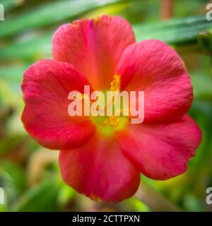 Low light Selective focus macro image of a pink rose moss flower Stock Photo