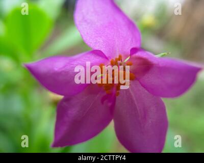 A shallow depth of field macro image of a purple water leaf flower Stock Photo