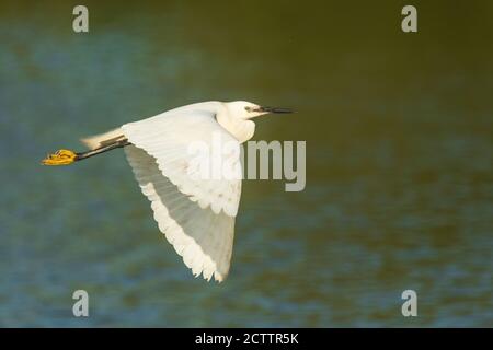 A little egret in flight in the Camargue , France Stock Photo