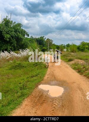 An Indian Unidentified Shepherd with his cows are travelling on unpaved roads of Village. Stock Photo