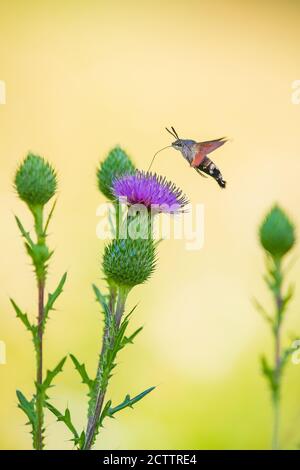 Side view of a Macroglossum stellatarum hummingbird hawk-moth feeding on purple thistle flowers in a vibrant colored meadow Stock Photo