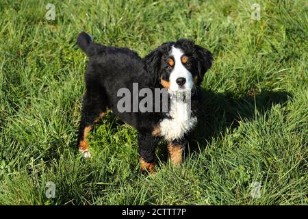 Bernese Mountain Dog. Puppy standing on grass. Stock Photo