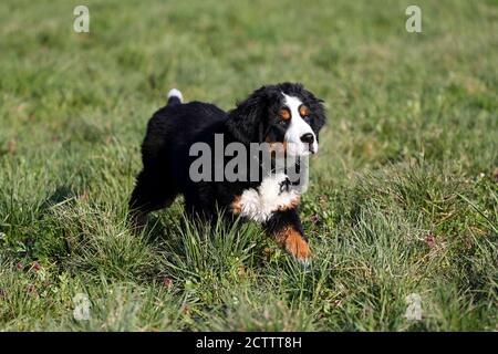 Bernese Mountain Dog. Puppy walking on grass. Stock Photo