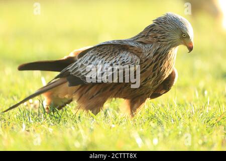 Red Kite (Milvus milvus). Adult standing on grass. Stock Photo