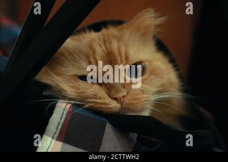 Close up of playing cat looking at a camera while sitting in a backpack Stock Photo