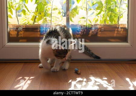 Cute Kitten Playing With A Battery Stock Photo