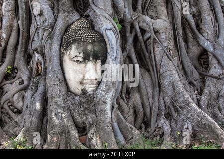 Buddha head embedded in a banyan tree at Wat Mahathat, Ayutthaya, Thailand. Stock Photo