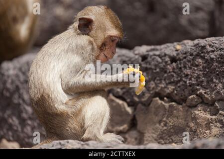 Young macaque eating fruit at Prang Sam Yod Temple in Lopburi, Thailand. Stock Photo