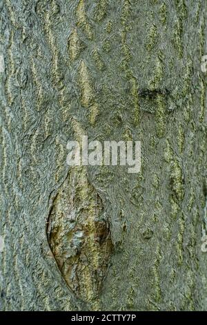 Tree Trunk detailed Textures of the green plants in the forest Kenya ...