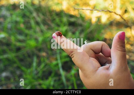 A ladybug sits on a child's finger. Stock Photo