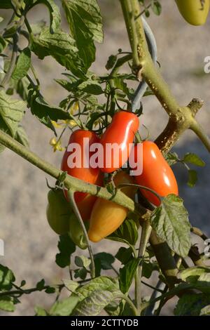 roma tomatoes growing on plant in vegetable garden Stock Photo