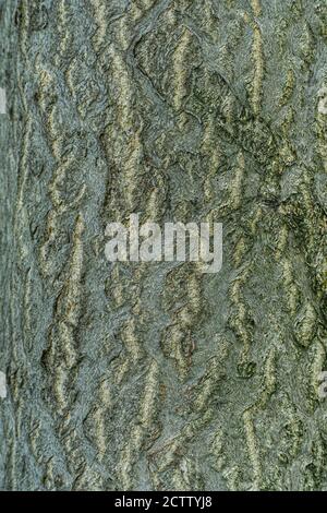 Tree Trunk detailed Textures of the green plants in the forest, Kenya ...