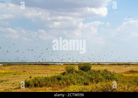 Landscape view of farm fields, fish pond in the background, birds flying Stock Photo