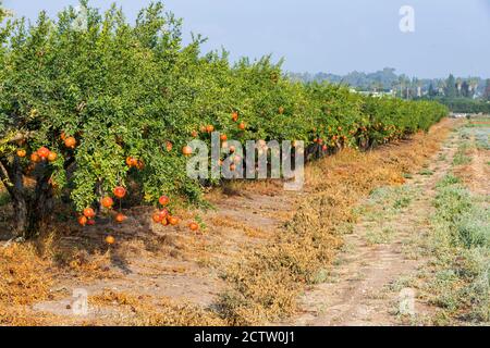 Rows of pomegranate trees with ripe pomegranates hanging on branches in an orchard. Israel Stock Photo