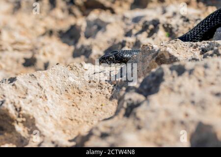 Black western whip snake, Hierophis viridiflavus, slithering on rocks and dry vegetation in Malta Stock Photo