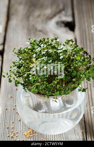 Close-up of Mustard Microgreens, green leaves and stems. Sprouting Microgreens. Seed Germination at home. Vegan and healthy eating concept. Sprouted M Stock Photo
