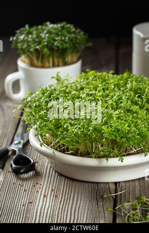 Close-up of watercress salad microgreens, green leaves and stems. Sprouting Microgreens. Seed Germination at home. Vegan and healthy eating concept. S Stock Photo