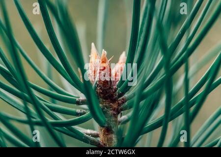 Coniferous wood background, macro. Young coniferous cones on a pine tree, macrophotography Stock Photo
