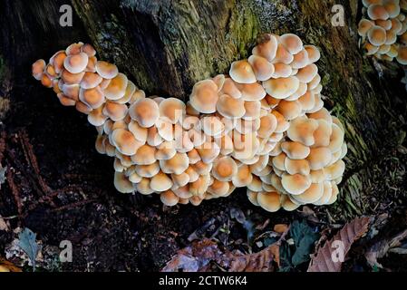 honey fungus, armillaria mellea on old tree stump, blickling woods, norfolk, england Stock Photo
