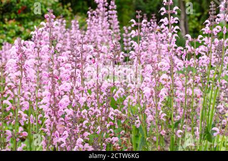 Salwia 'Eveline' flowering pink in summer. Botanical garden in Poland. Stock Photo