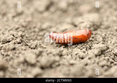 Pupa of Greater death's head hawkmoth (Acherontia atropos) isolated on earth background Stock Photo