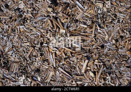 broken shells on holkham beach, north norfolk, england Stock Photo