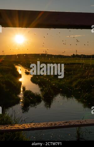 Spider web with flies, midges inside the forged element of the bridge on the background of a beautiful orange sunset and the river, vertical photo Stock Photo