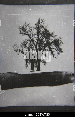 Fine 1970s vintage black and white photography of a lonely tree growing in winter with snow on the ground. Stock Photo