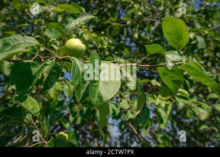 Green apples ripen on the tree on a Sunny day. An Apple on a branch. Stock Photo