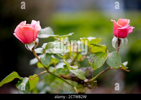 Medium pink or salmon-pink Carolyn Hybrid Tea rose with strong, spice fragrance. Stock Photo