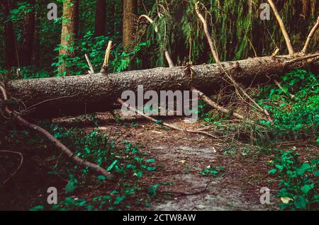large fallen spruce tree is lying on a path in the forest. Beautiful background of nature, forests Stock Photo