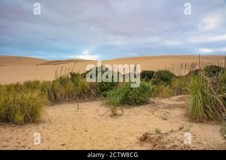 Te Paki Giant Sand Dunes in Pukenui, North Island New Zealand Stock Photo