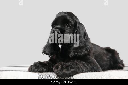 American cocker spaniel puppy posing. Cute dark-black doggy or pet playing on grey background. Looks attented and playful. Studio photoshot. Concept of motion, movement, action. Copyspace. Stock Photo