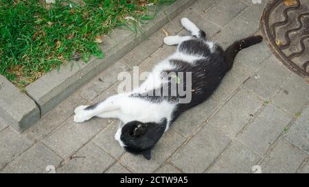 Black and white cat sleeping on the sidewalk under a tree, top view Stock Photo