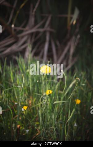 Wild and small yellow wildflowers of Taraxacum officinale or the common dandelion. Common dandelion is a commonly used herbal remedy. Stock Photo