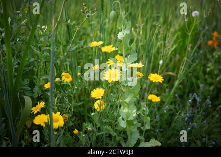 Wild small yellow flowers, Pulicaria dysenterica, the common fleabane in the daisy family in a park in New Zealand in the summer. Stock Photo