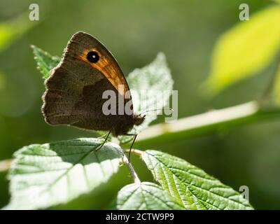 Meadow brown butterfly (Maniola jurtina) , Backlight on leaf, Blean Woodlands, Kent UK Stock Photo
