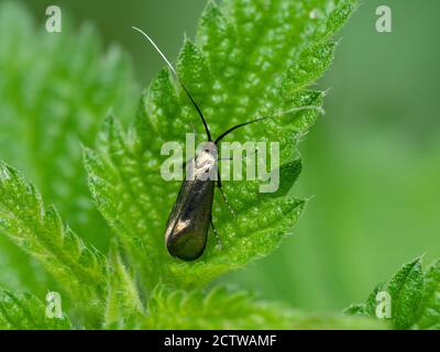 Brassy longhorn moth (Nemophora metallica), Denge Woods, Kent UK Stock Photo