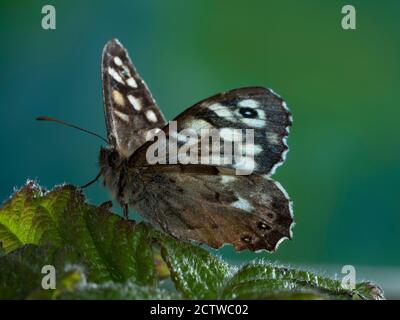 Speckled Wood Butterfly, (Pararge aegeria) on Bramble (Rubus fructicosus) leaves, Kent UK Stock Photo