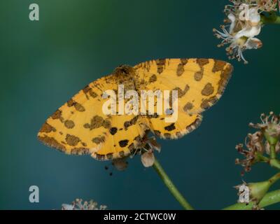 Speckled Yellow Moth, (Pseudopanthera macularia), Kent UK, day flying Stock Photo