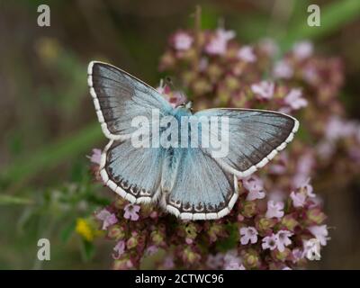 Chalk Hill Blue Butterfly, (Polyommatus coridon) Kent, UK Stock Photo