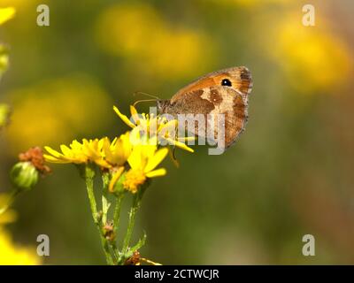 Gatekeeper Butterfly, (Pyronia tithonus) male, nectaring on flower, Kent UK Stock Photo