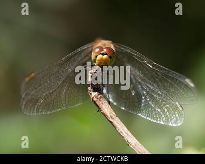 Common Darter dragonfly (Sympetrum striolatum), Kent UK, head on view resting Stock Photo