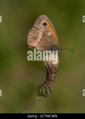 Gatekeeper Butterfly, (Pyronia tithonus) male, Kent UK Stock Photo