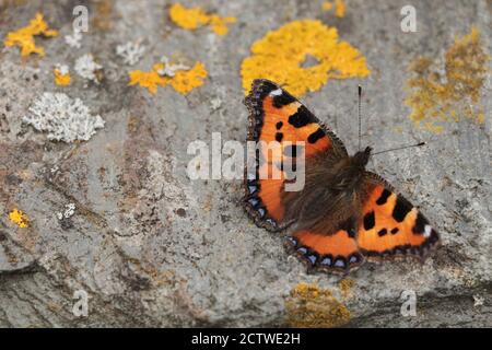 Close up of small tortoiseshell butterfly on rock with lichens Stock Photo