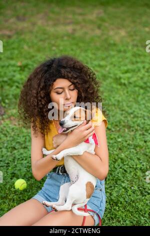 Purebred Canine American Bully Pet Dog Sitting On Grass Stock Photo -  Download Image Now - iStock