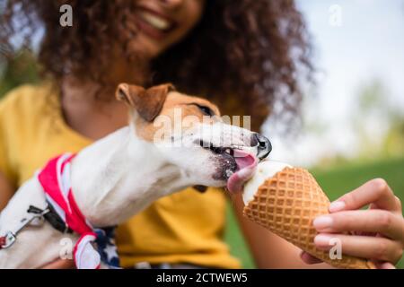 Selective focus of jack russell terrier dog eating ice cream Stock Photo