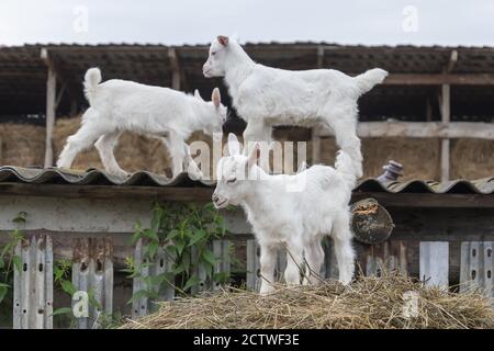 Three little goats playing in a farm yard on a summer day Stock Photo