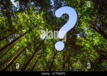 The Canopy of this Forest has a Hole in the Shape of a Question Mark Stock Photo