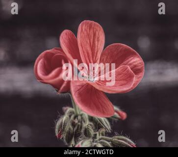 Flowering Geranium Stock Photo